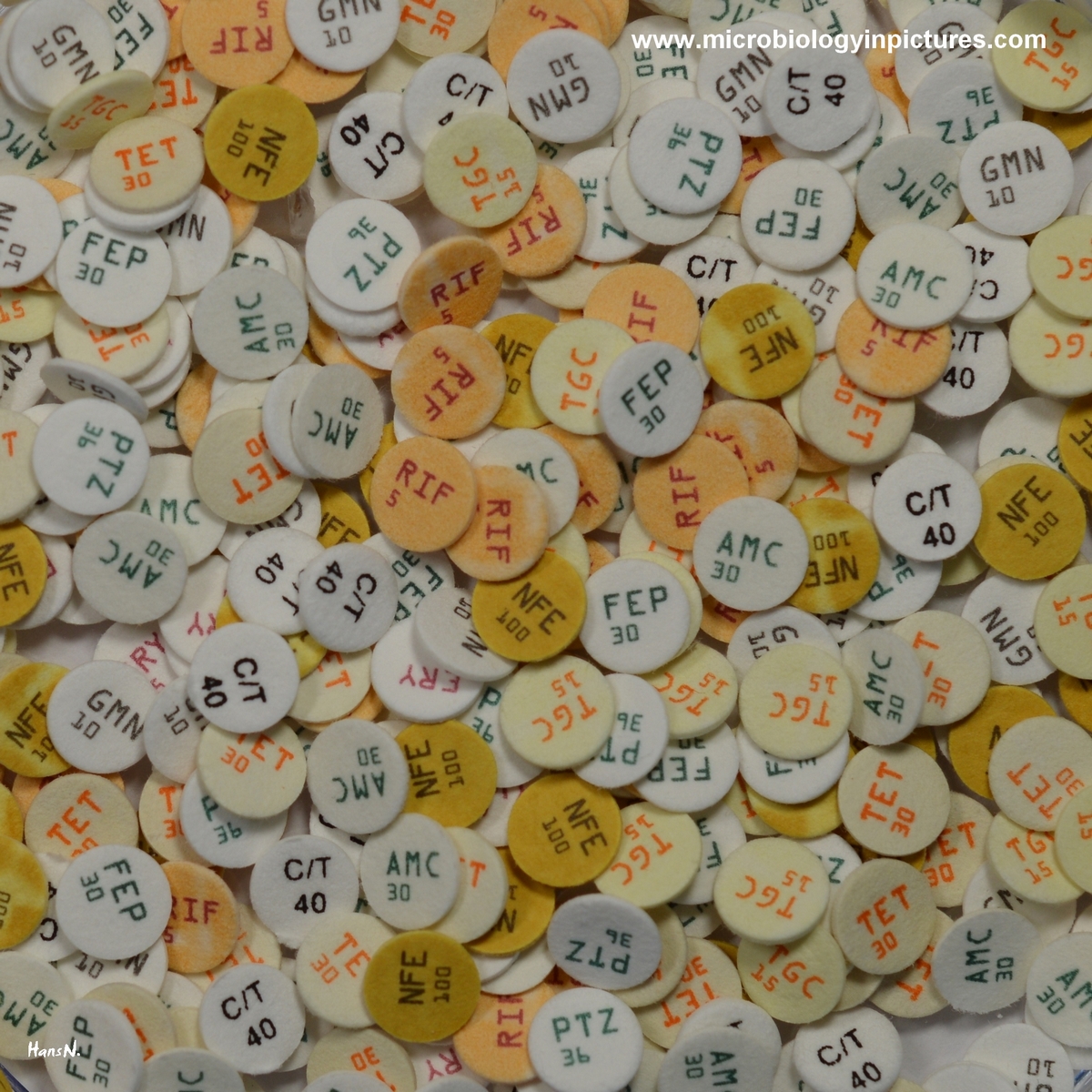 antibiotic disks