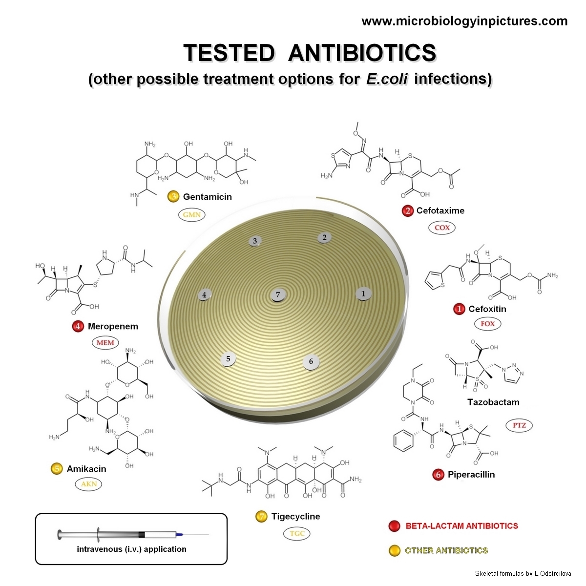 i.v. antibiotics