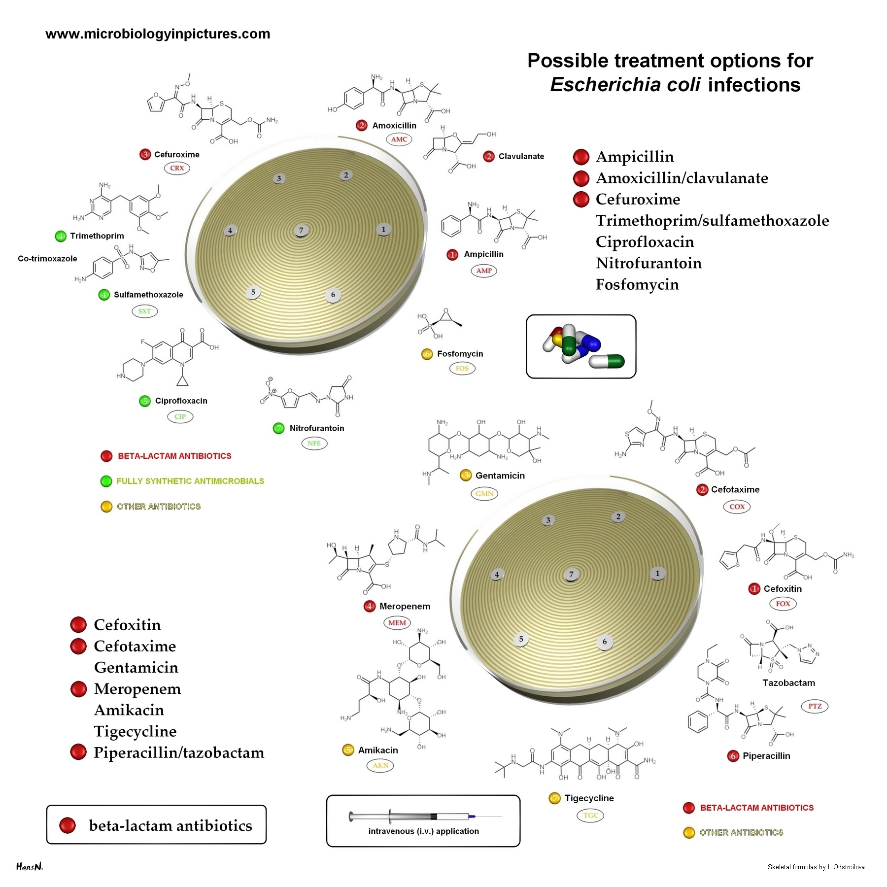 antibiotics for E.coli 