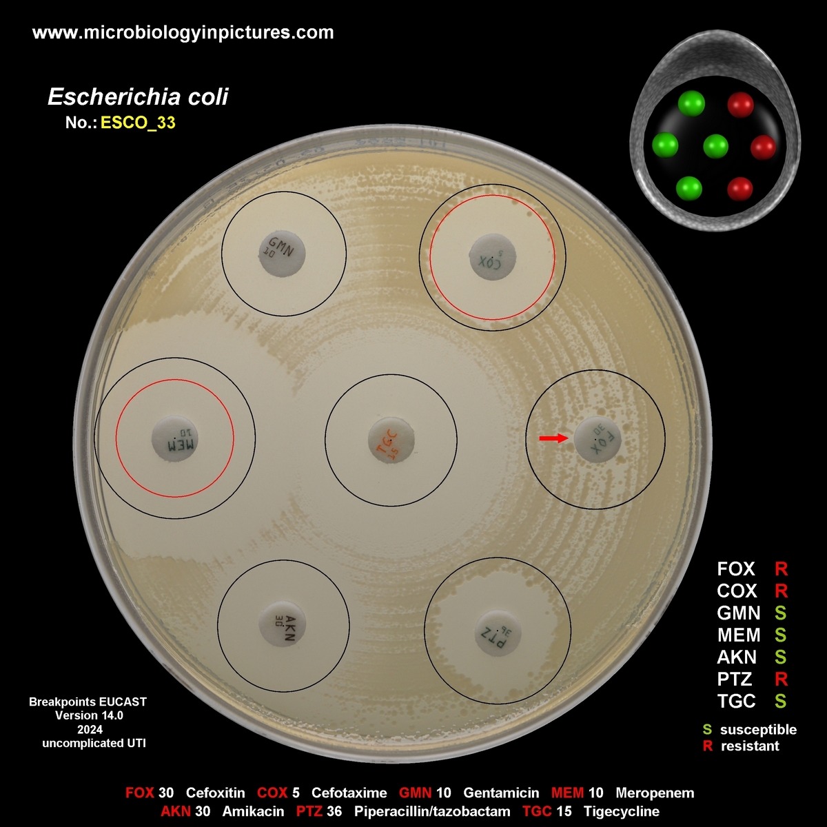 E.coli constitutive AmpC