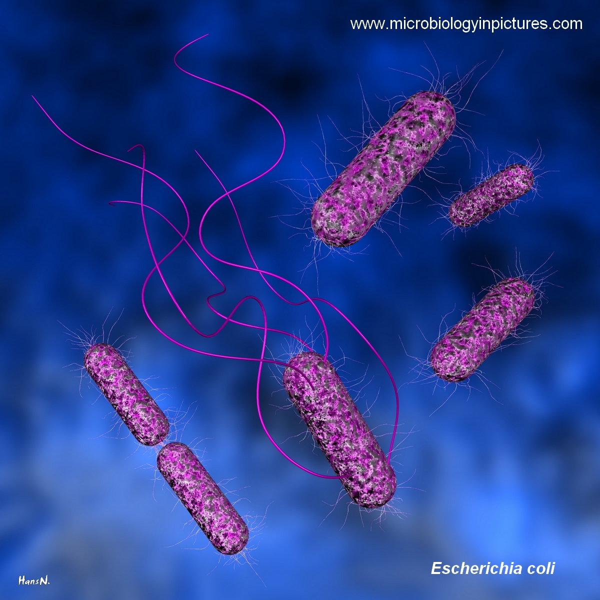 E.coli morphology