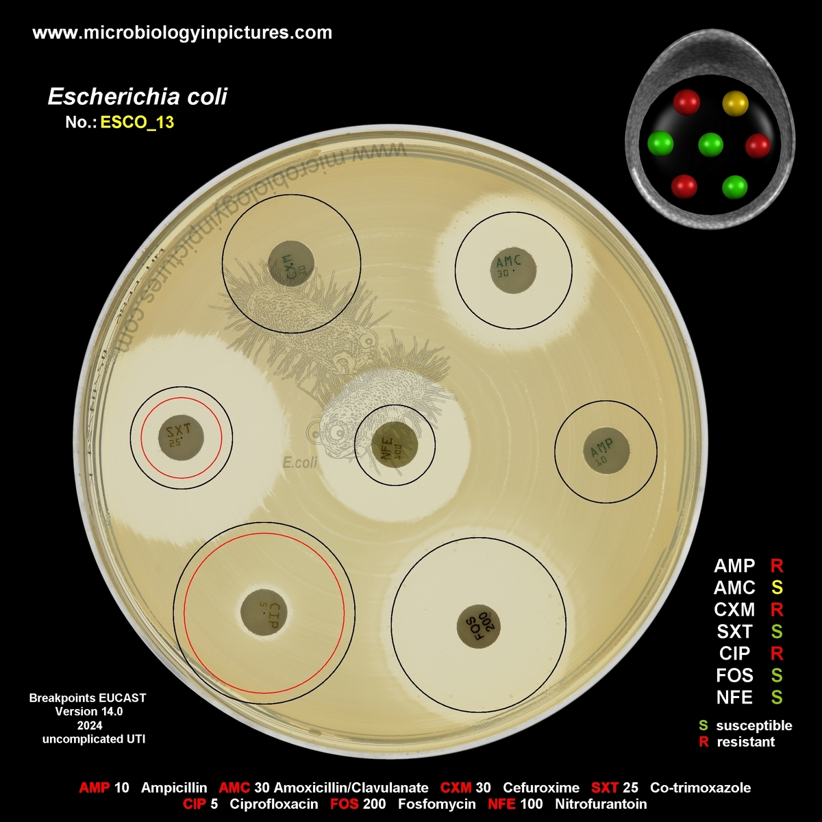 E.coli ESBL + breakpoints