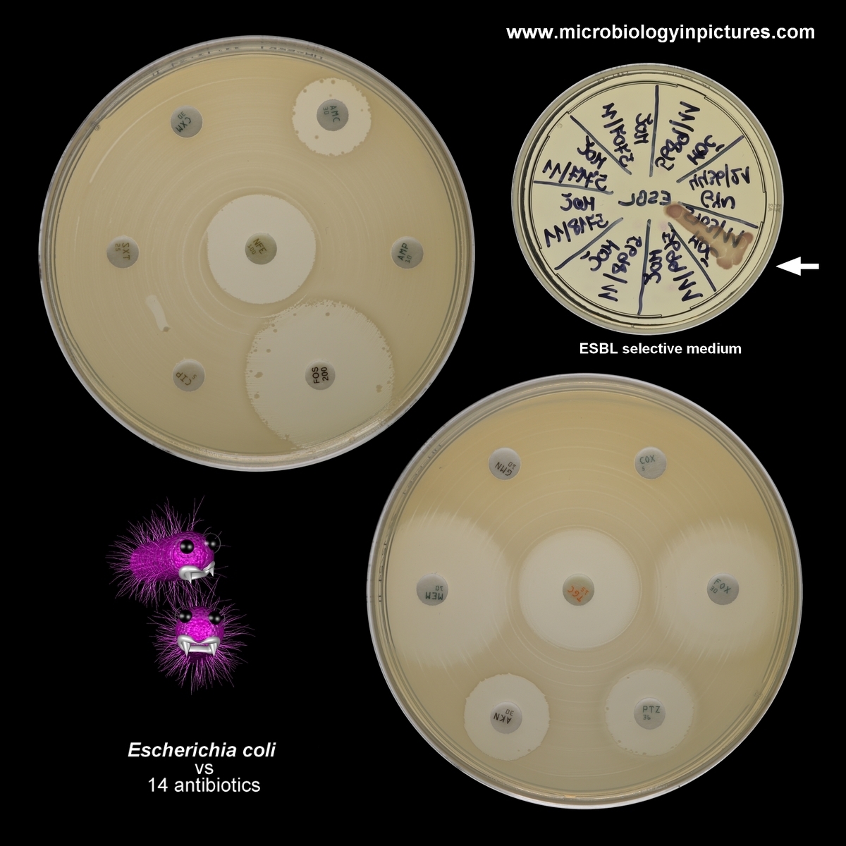 E.coli, 14 antibiotic tested