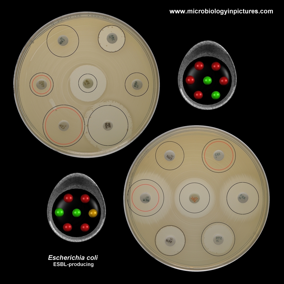 E.coli, 14 antibiotic tested