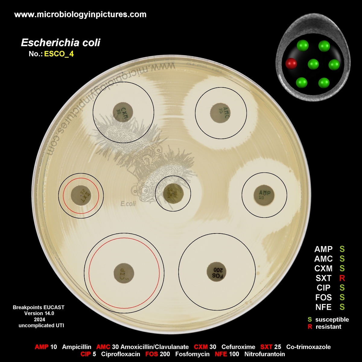 E.coli resistant to ampicillin