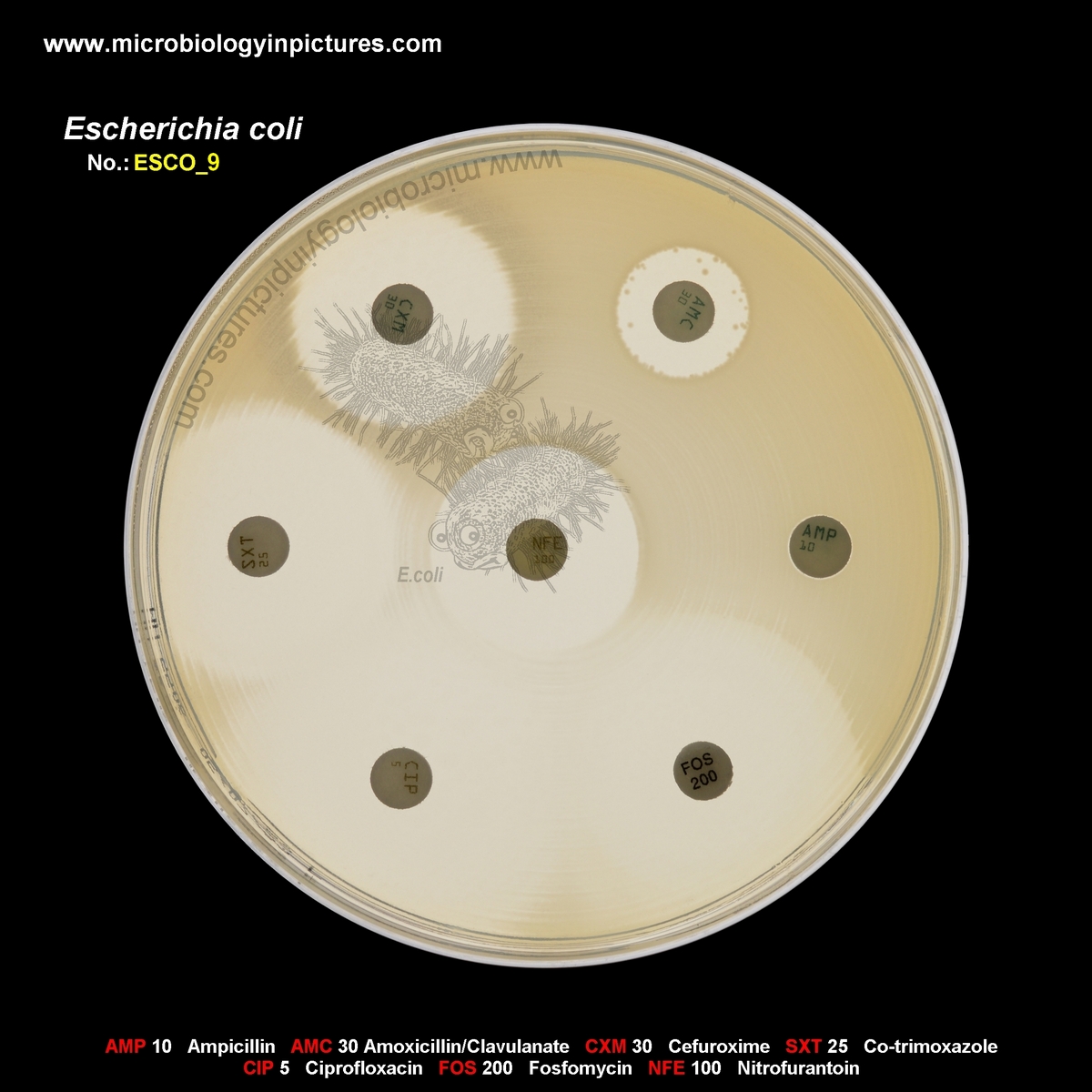 E.coli resistant to ampicillin and Augmentin (amoxicillin/clavulanate)