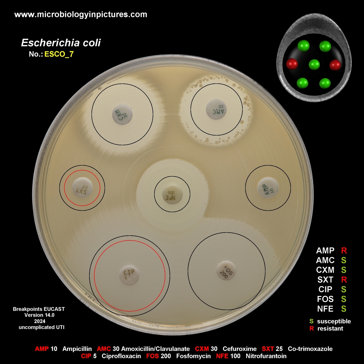 non-ESBL-producing E.coli