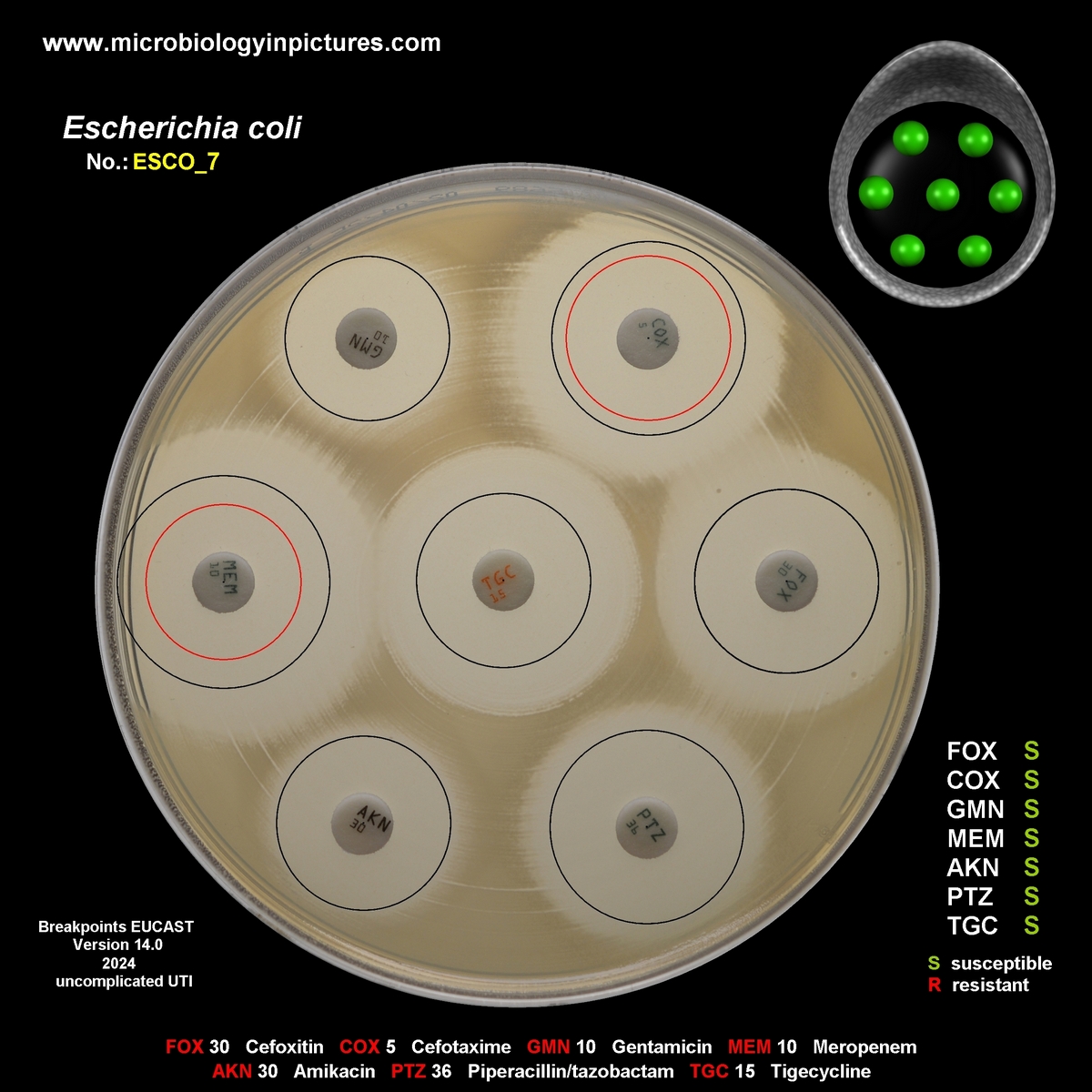 non-ESBL/AmpC-producing E.coli