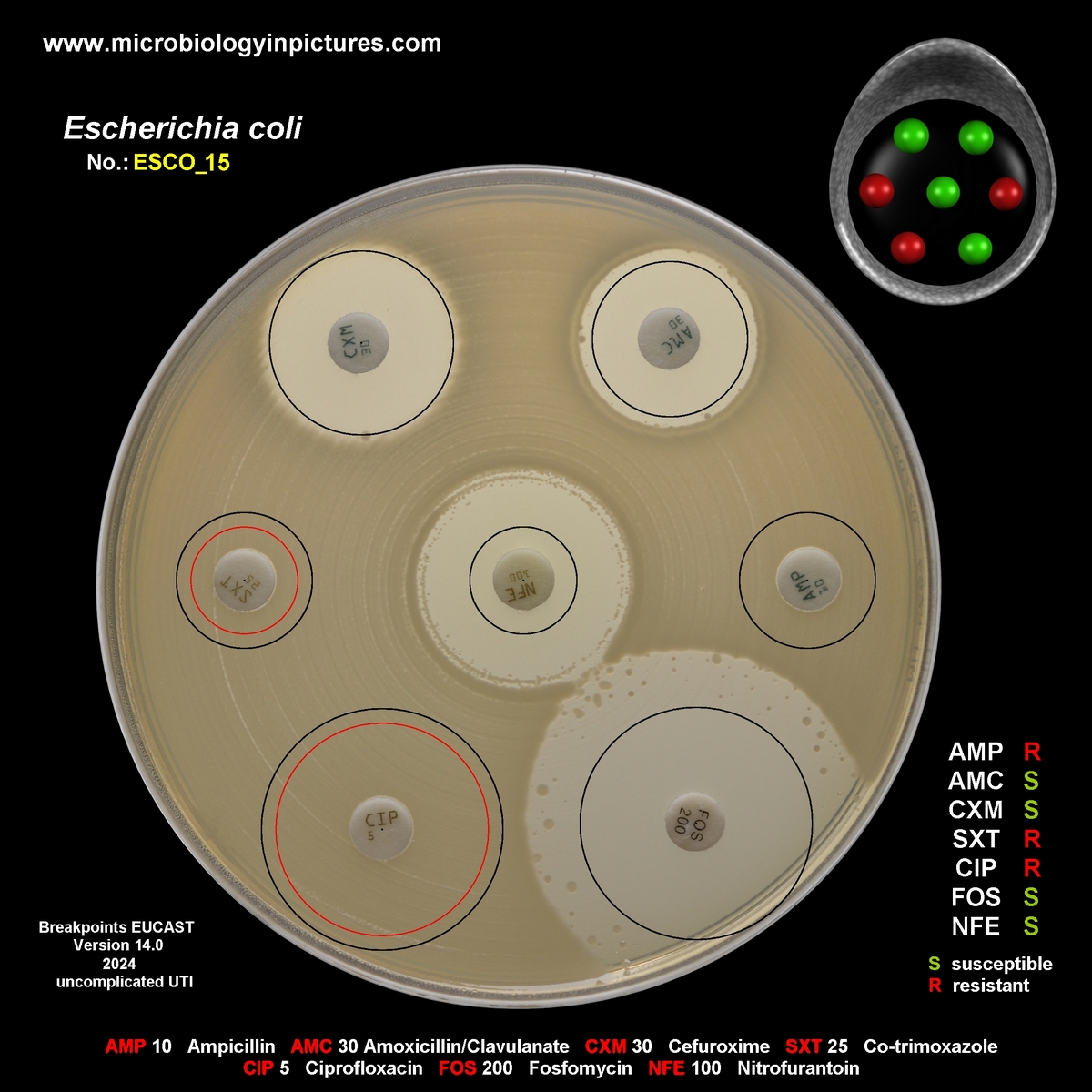 non-ESBL-producing E.coli