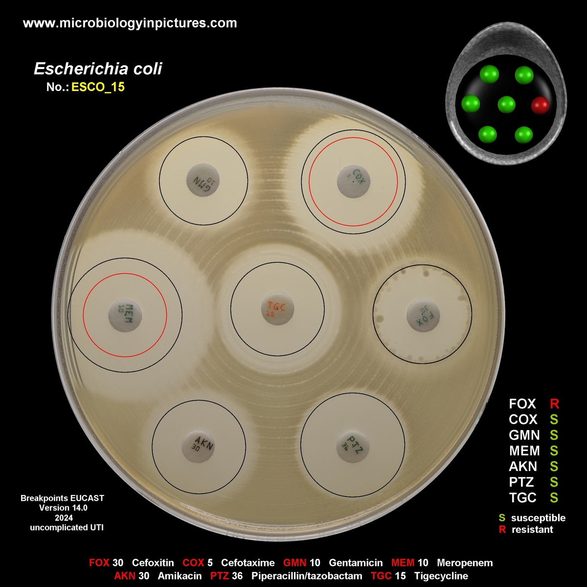 non-ESBL/AmpC-producing E.coli