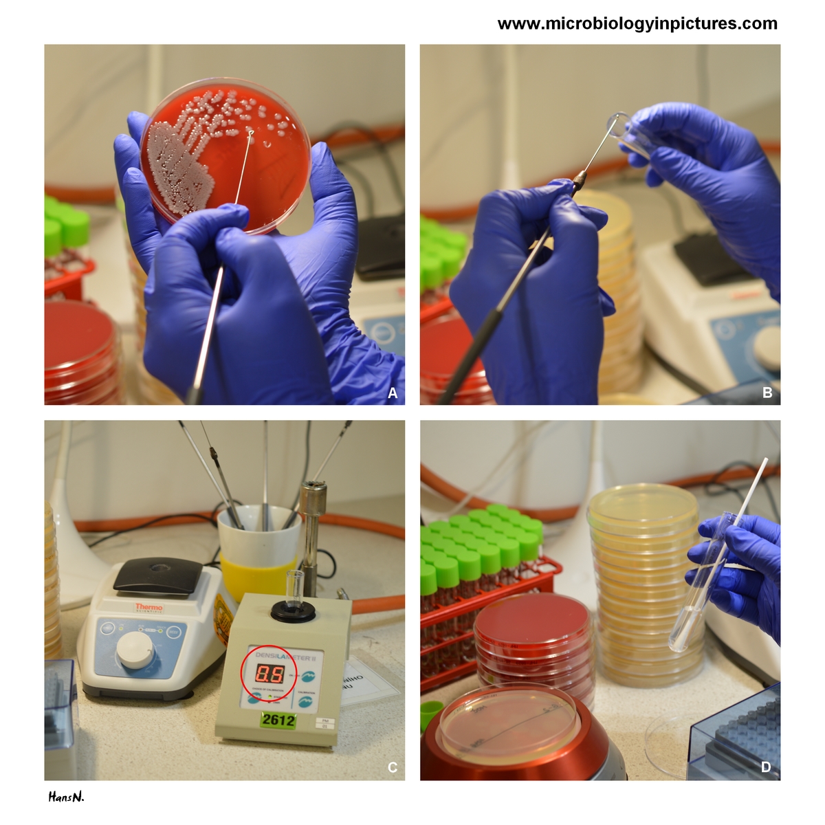 disk diffusion test