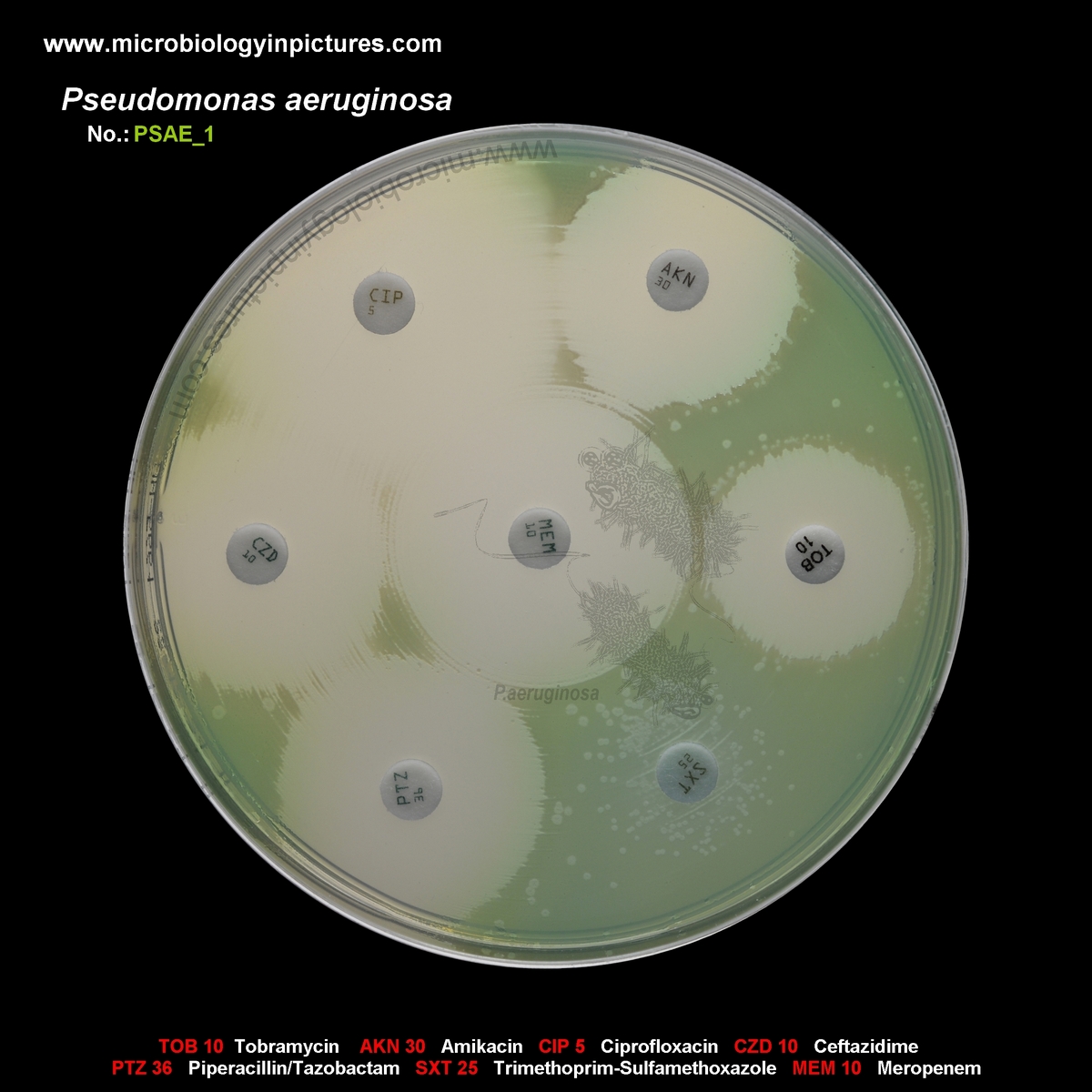antibiotics that cover Pseudomonas aeruginosa