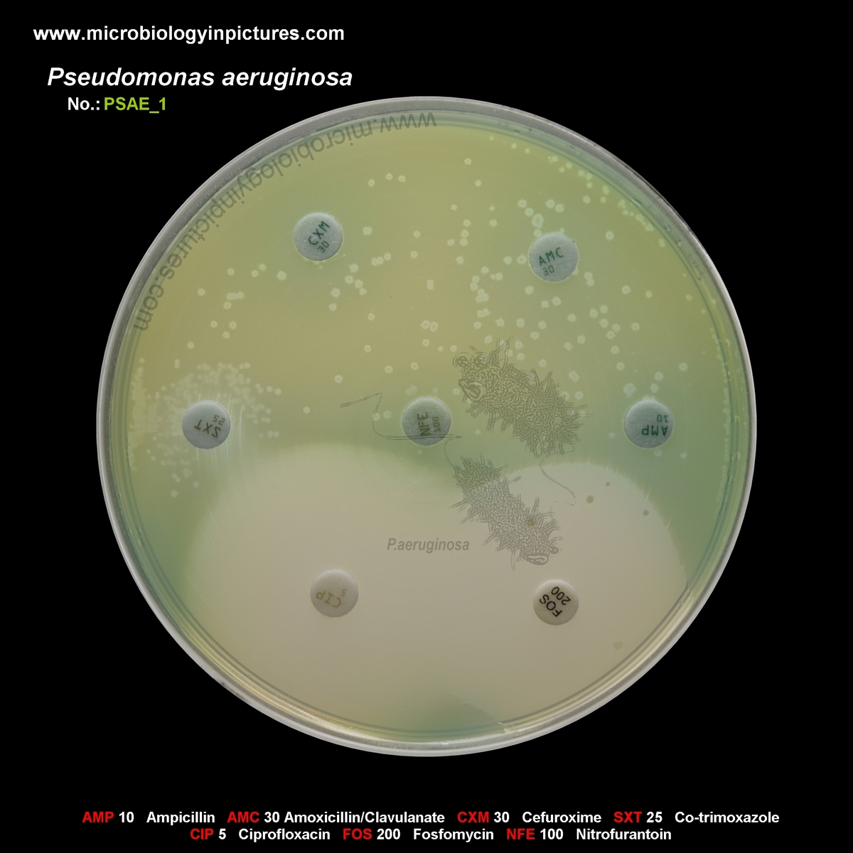 antibiotics that cover Pseudomonas aeruginosa