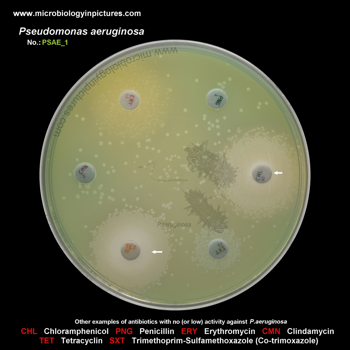 antibiotics that are not effective against P.aeruginosa