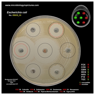 E.coli AmpC positive