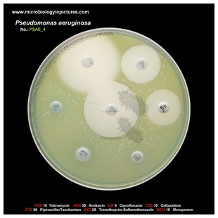 p.aeruginosa antibiotic testing
