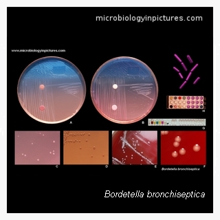 bordetella bronchiseptica