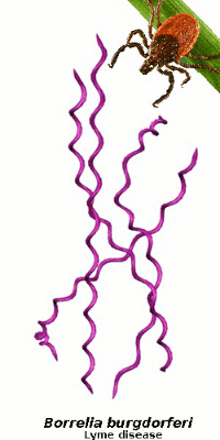 Borrelia spirochetes
