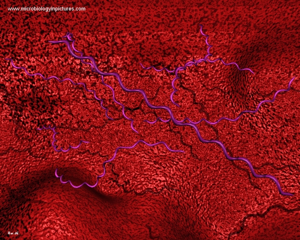 borrelia bacteria