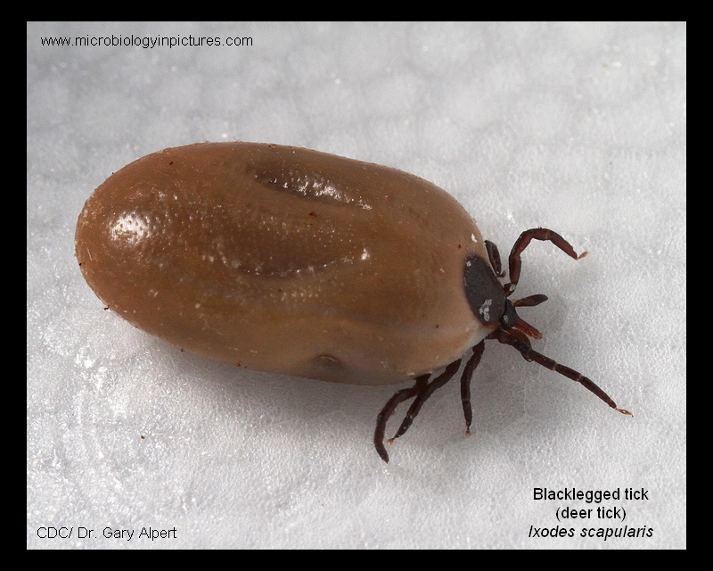deer tick, Ixodes scapularis