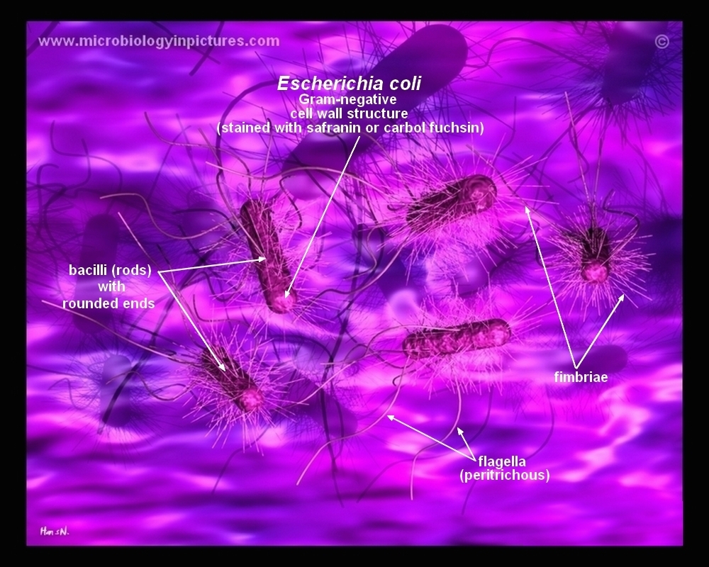 How E.coli looks like? how e.coli looks like
