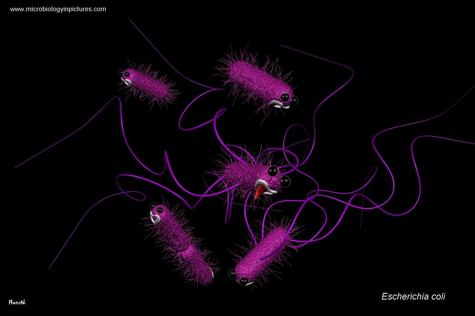 how e coli looks like