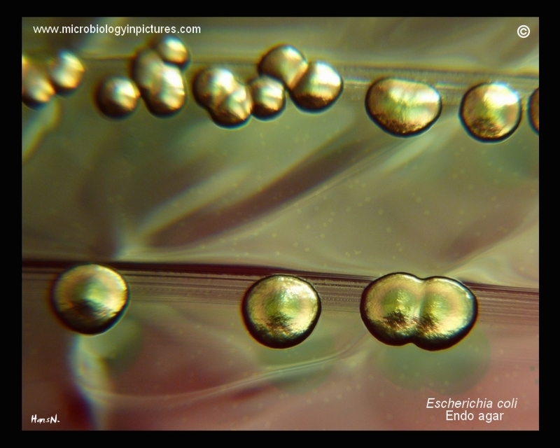metallic sheen colonies
