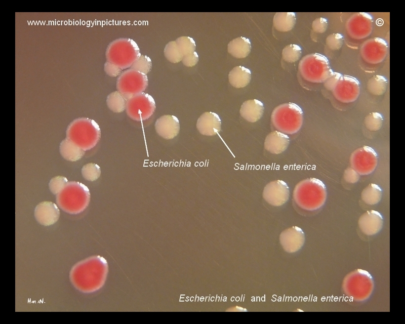 E.coli, S.enterica