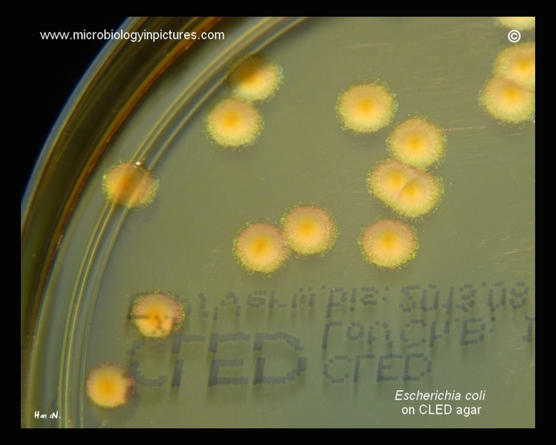 e.coli on CLED agar