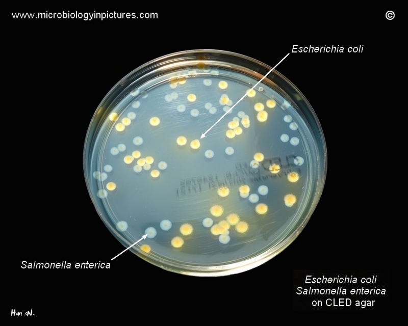 growth of bacteria CLED agar