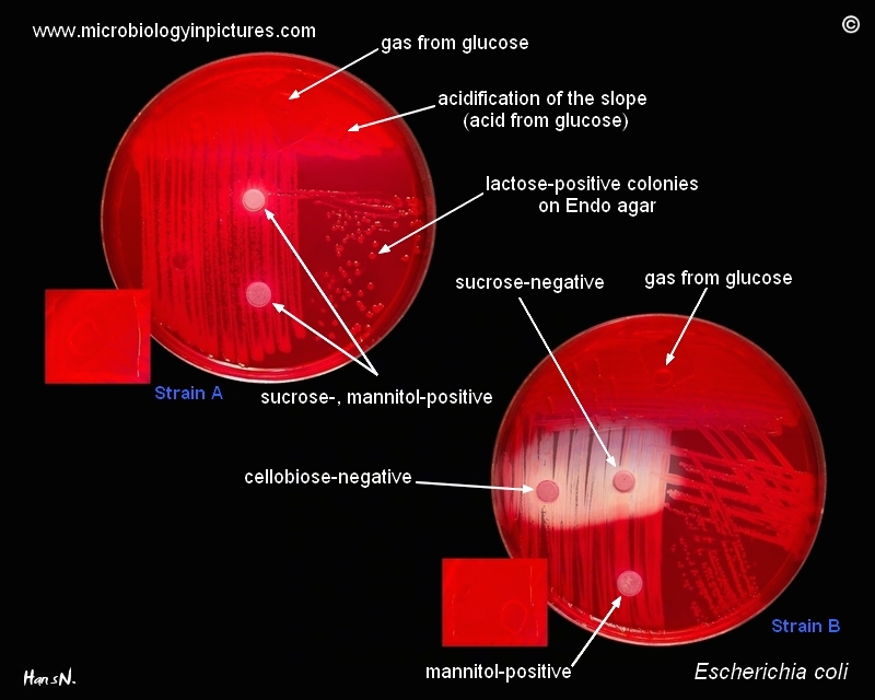 E.coli Lac+