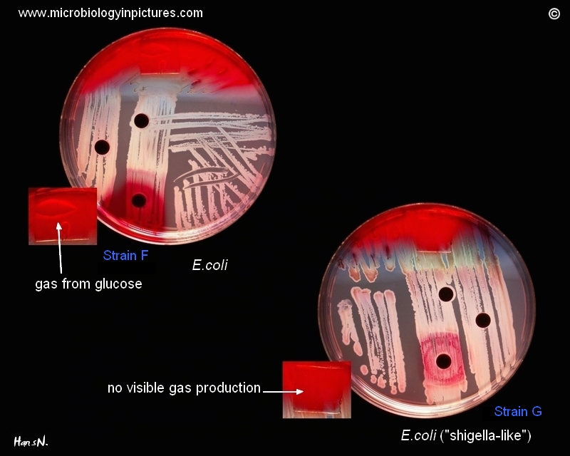 E.coli with delayed lactose fementation
