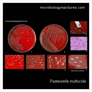 pasteurella