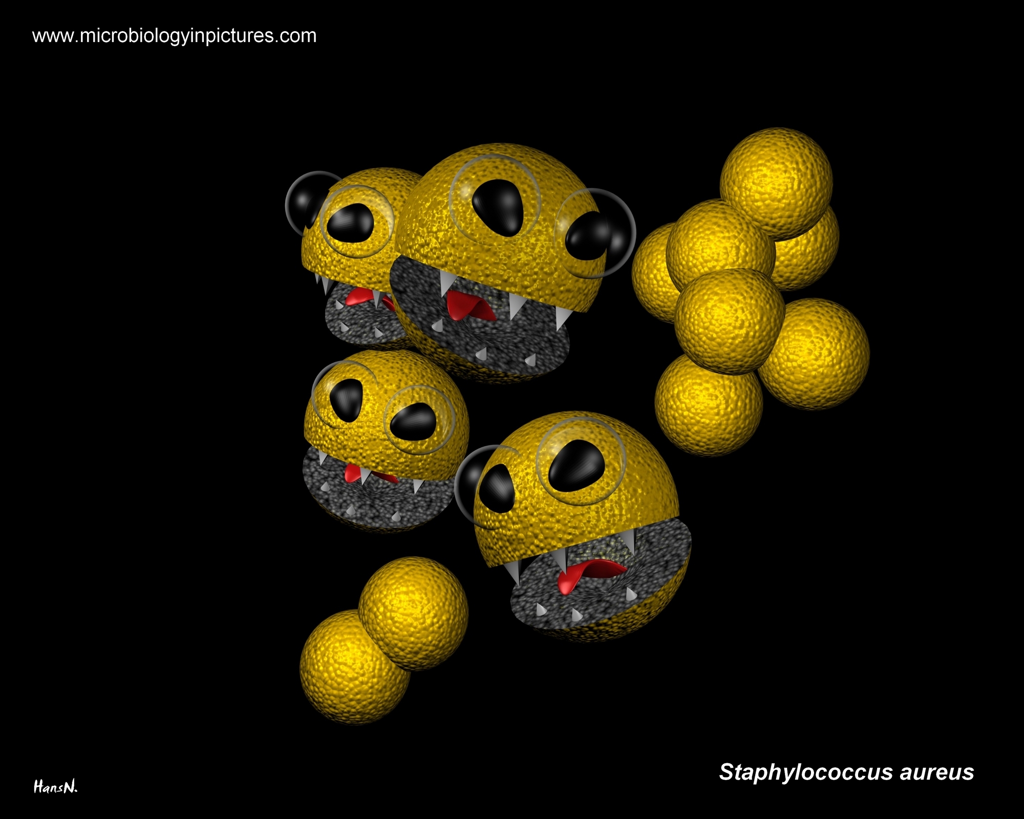 funnz bacteria