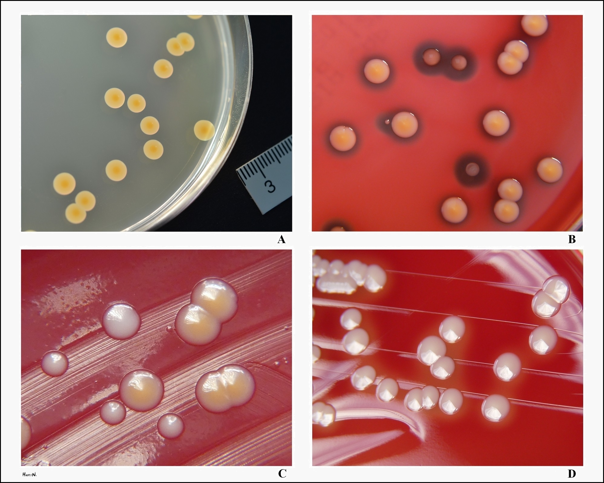 s.aureus pigmentation on solid cultivation media