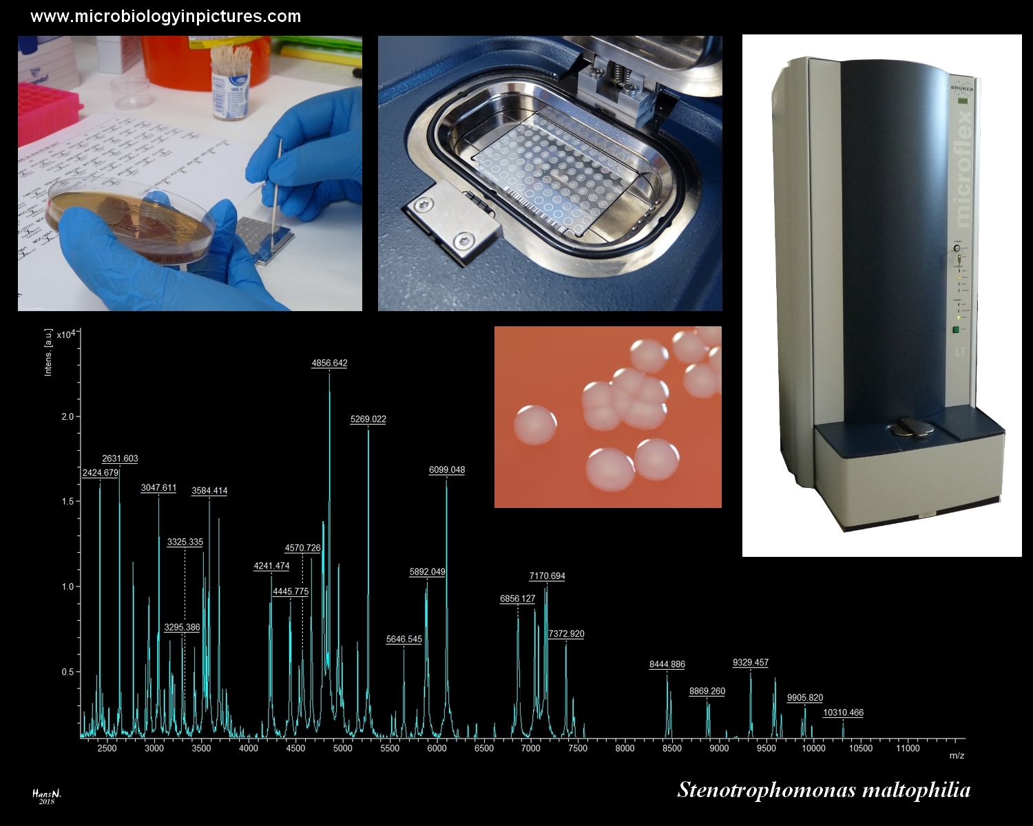stenotrophomonas maltophilia identification with MALDI