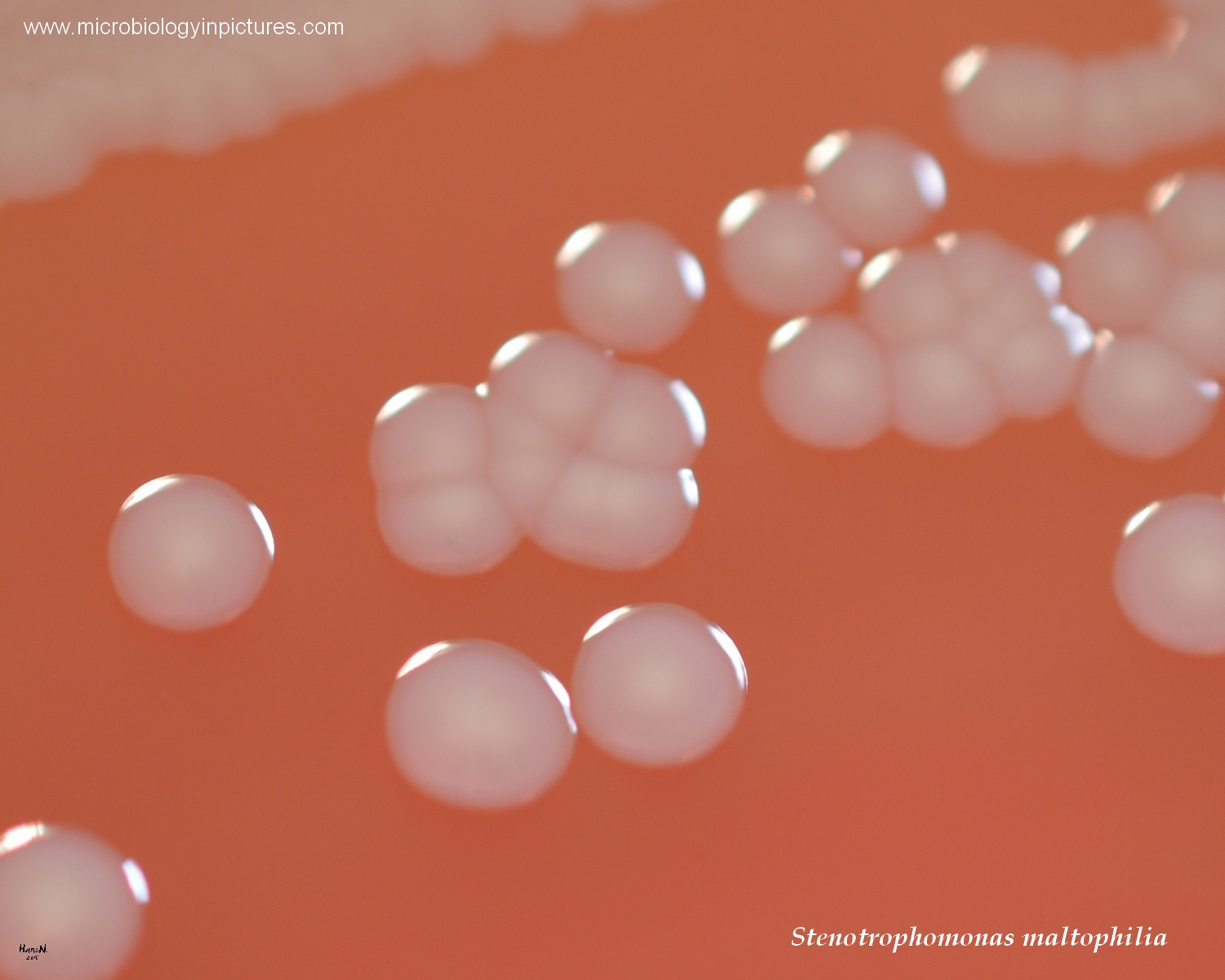 stenotrophomonas colonies on agar