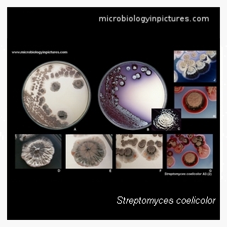 streptomycetes coelicolor