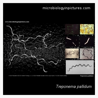treponema