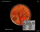bacillus