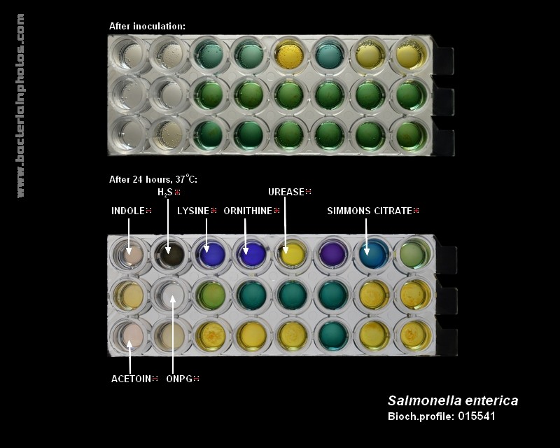 bacteria identification salmonella