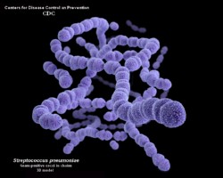 Streptococcus pneumoniae 3D model
