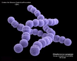 Streptococcus pyogenes 3D