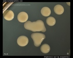 streptococcus zooepidemicus and hyaluronate