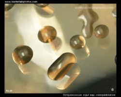 colonies of encapsulated, hyaluronate producung strain of s.zooepidemicus