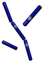 Bacillus image