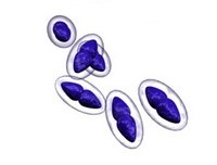 pneumococcus