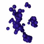 www.microbiologyinpictures.com