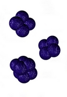 bacteria in tetrads
