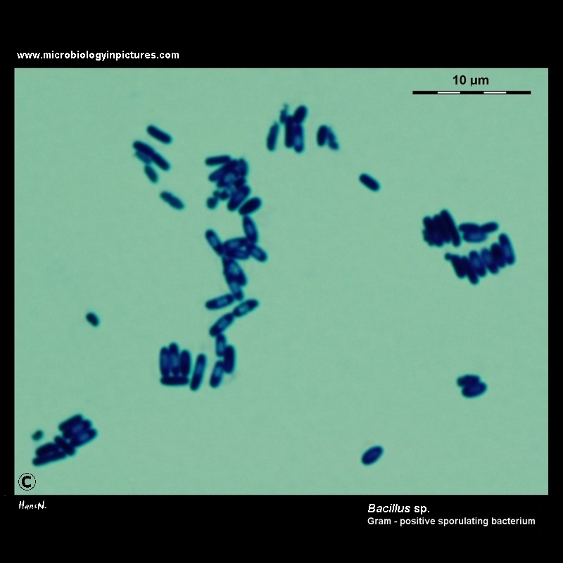 Gram-positive sporulating bacterium light microscopy